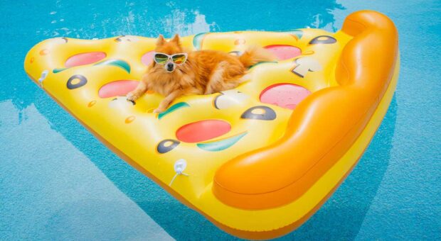 Hund mit Sonnenbrille auf Pizzabadeliege mit Pool Hintergrund